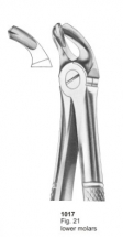  Fig. 21 lower molars 